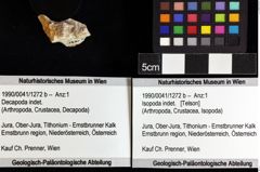 Foto (Objket + Etiketten) von Isopoda indet. 